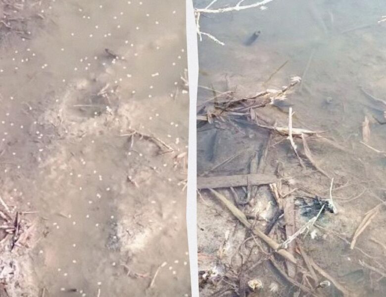 В Одеській області зафіксовано мільярди комарів