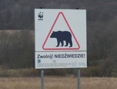 В Польщі на кордоні з Україну ведмідь загриз жінку