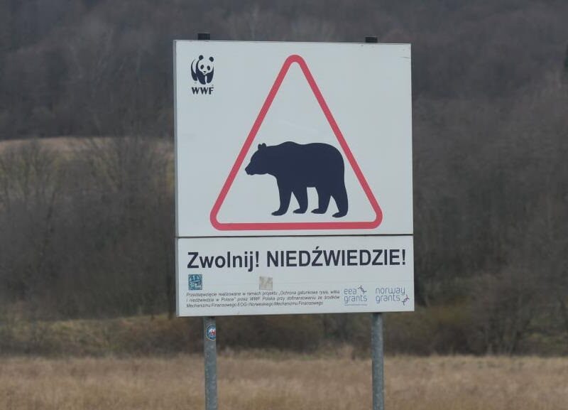 В Польщі на кордоні з Україну ведмідь загриз жінку