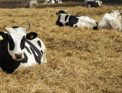 В Україні заявили про ризик поширення ящуру з Росії