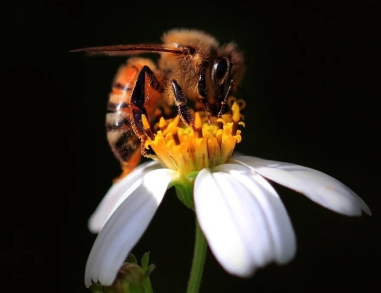 Вчені довели, що бджоли вміють рахувати
