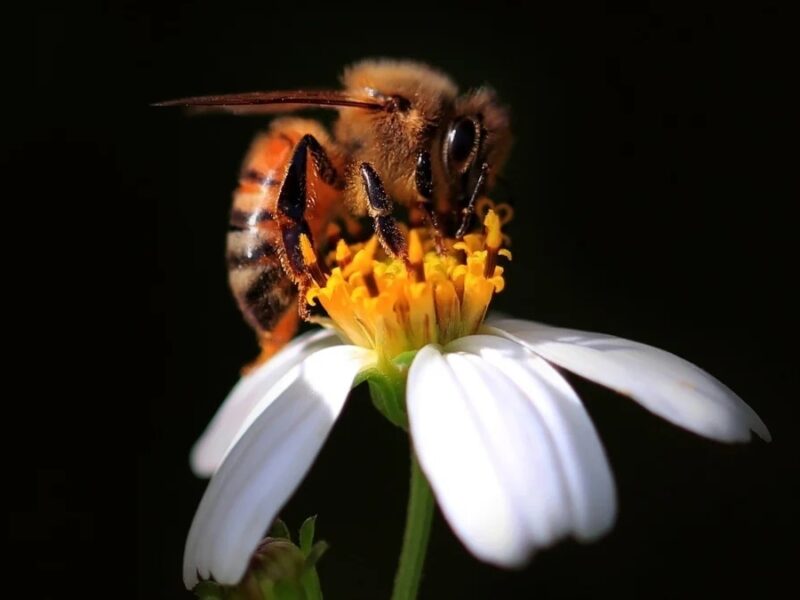 Вчені довели, що бджоли вміють рахувати