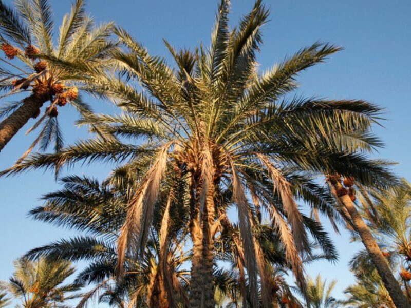 Вчені навчилися перетворювати відходи від пальм на біопаливо