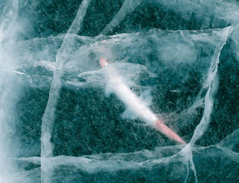 Вчені оживили 24-тисячолітню істоту: вона знову почала розмножуватись