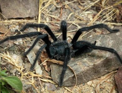 Вчені відкрили новий вид тарантулів