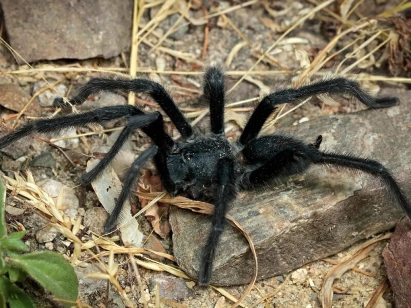 Вчені відкрили новий вид тарантулів