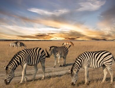 Вивозив рідкісних тварин з Асканії-Нова: окупаційний директор отримав вирок