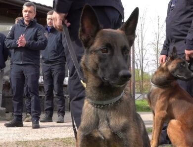 ДСНС отримала 4 спеціально підготовлені мінно-пошукові собаки породи бельгійська вівчарка