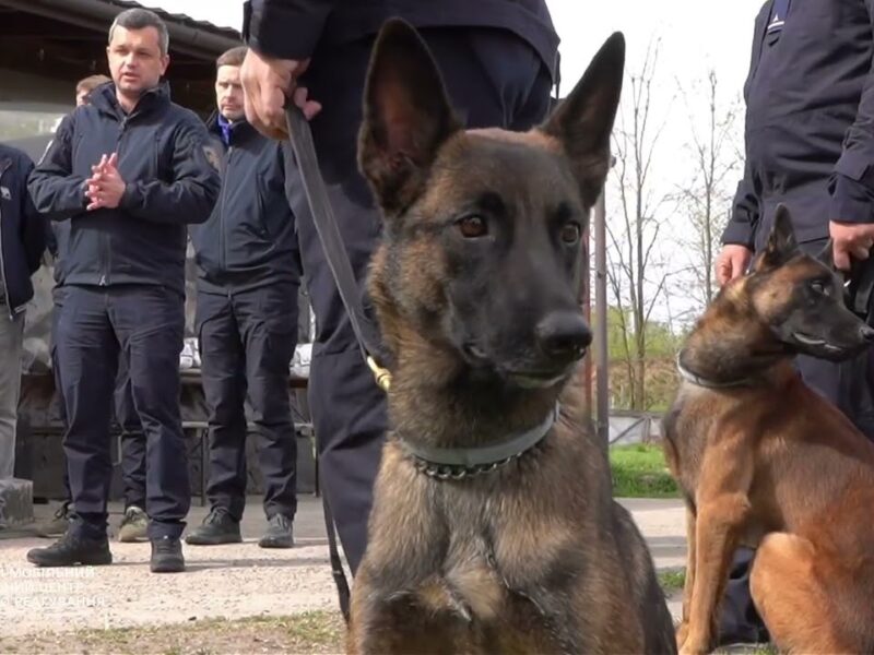 ДСНС отримала 4 спеціально підготовлені мінно-пошукові собаки породи бельгійська вівчарка