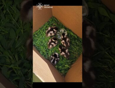 5 пухнастих екстремалів нарешті знайшли маму 🦆❤️