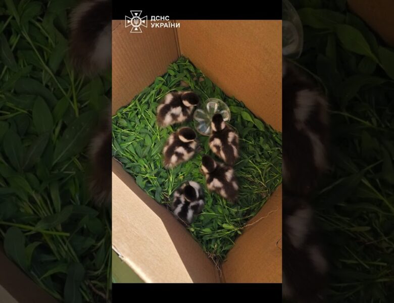 5 пухнастих екстремалів нарешті знайшли маму 🦆❤️