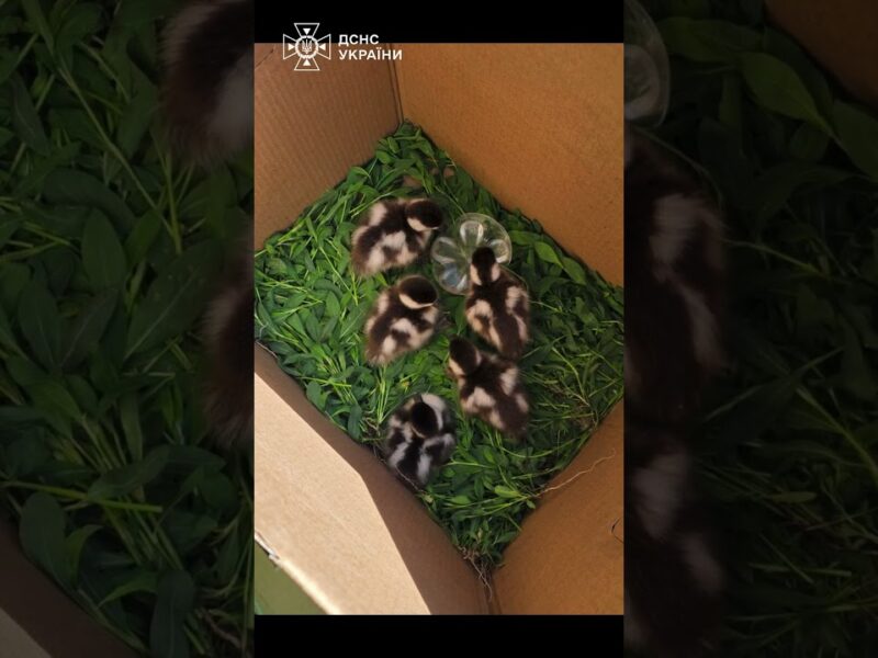 5 пухнастих екстремалів нарешті знайшли маму 🦆❤️