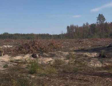 Директора лісгоспу судитимуть за вирубку 18 тисяч дерев