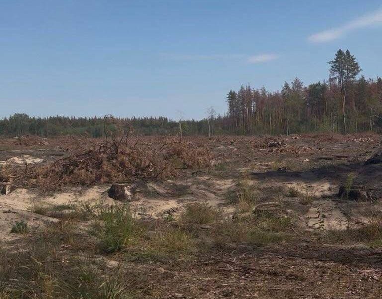 Директора лісгоспу судитимуть за вирубку 18 тисяч дерев