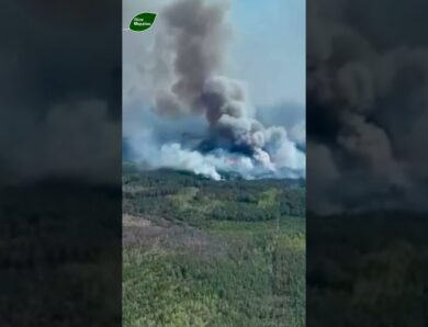 ГОРИТЬ ЛІС, ДО ЯКОГО ЛІСІВНИКИ НЕ МАЮТЬ ДОСТУПУ: на кордоні з рф палає 2400 гектарів лісу