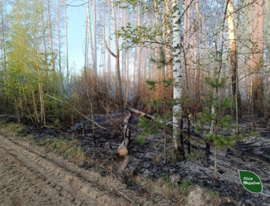 Пожежу площею 5800 га локалізували на Чернігівщині