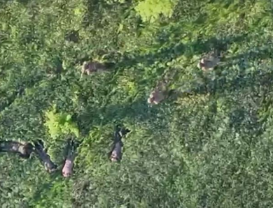 Прикордонники за допомогою БПЛА взяли у полон чотирьох військових РФ