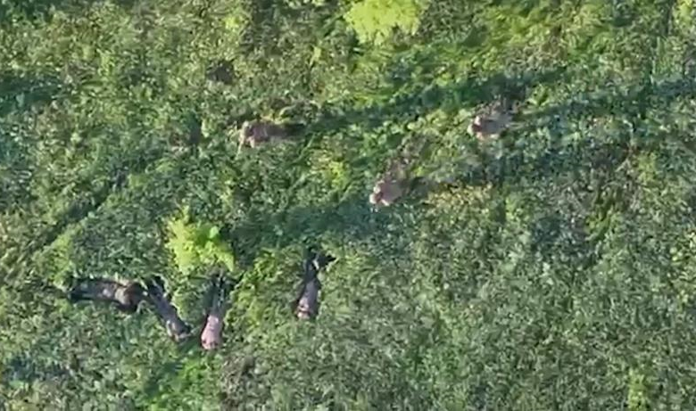 Прикордонники за допомогою БПЛА взяли у полон чотирьох військових РФ