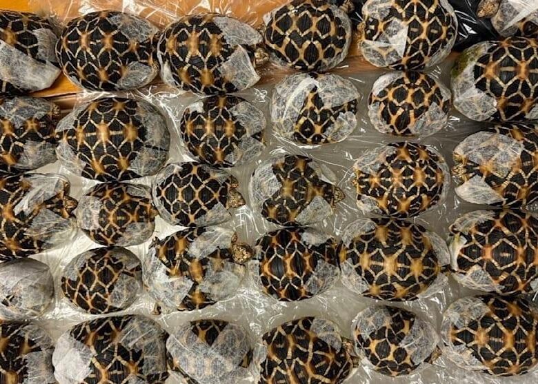 У Таїланді бортпровідниця перевозила під одягом 30 черепах