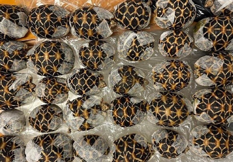 У Таїланді бортпровідниця перевозила під одягом 30 черепах
