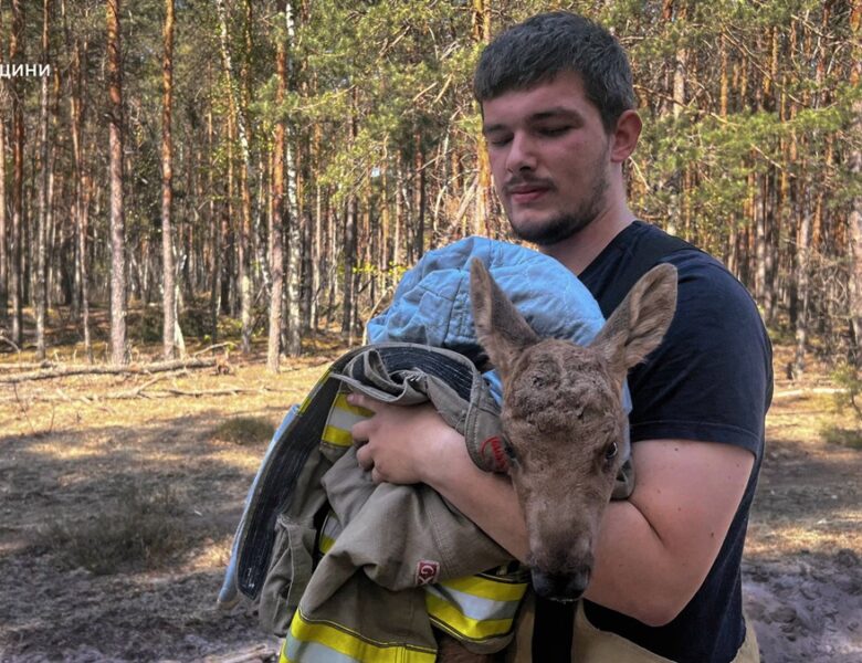 Зі спаленого Чорнобильского лісу врятували лосеня