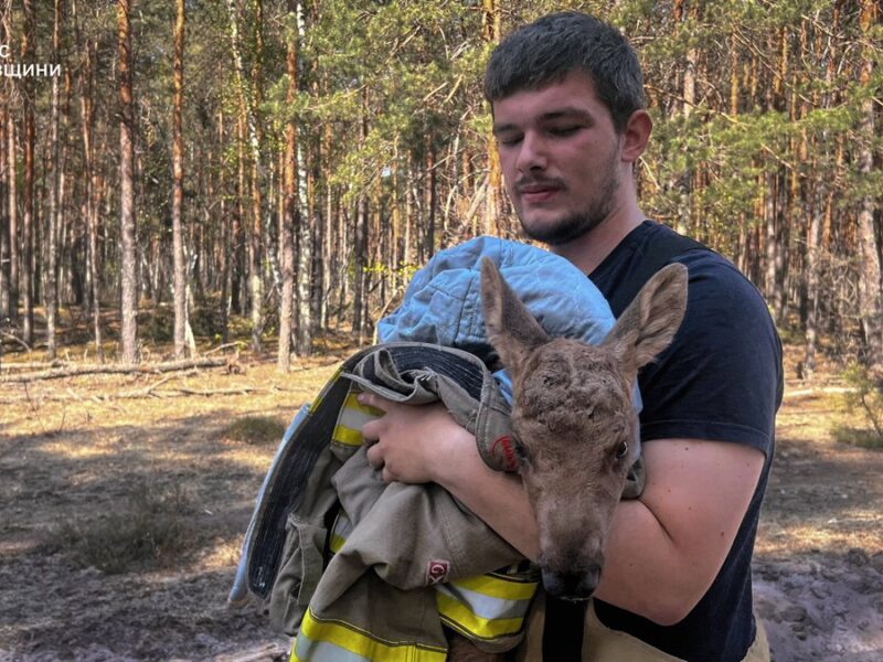 Зі спаленого Чорнобильского лісу врятували лосеня