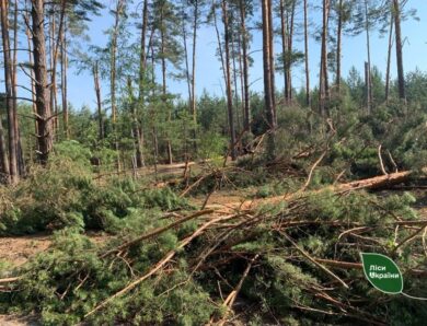 Бурелом знищив понад 400 гектарів лісу на Рівненщині та Волині