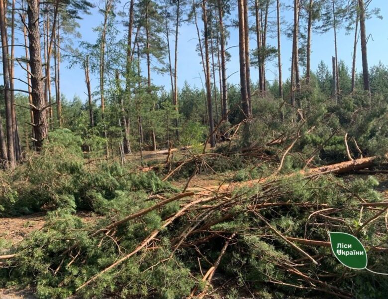 Бурелом знищив понад 400 гектарів лісу на Рівненщині та Волині