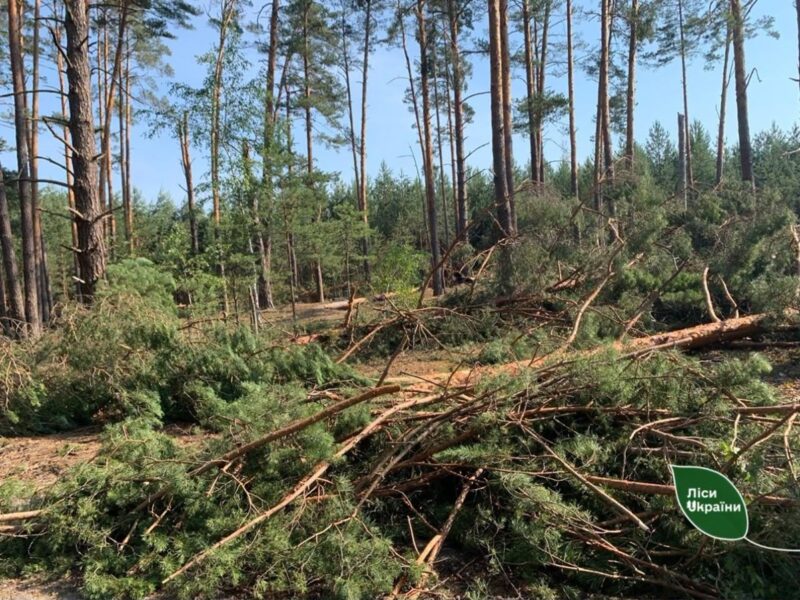 Бурелом знищив понад 400 гектарів лісу на Рівненщині та Волині