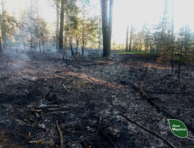 На Житомирщині російські дрони спричинили п&rsquo;ять лісових пожеж