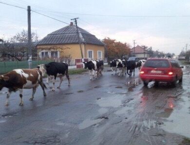 Українців переселятимуть у села: як діятиме нова програма