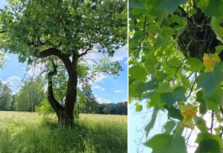 В Україні зацвіло рідкісне тюльпанове дерево