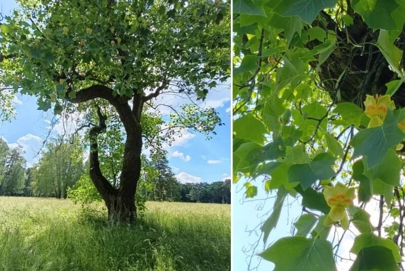 В Україні зацвіло рідкісне тюльпанове дерево