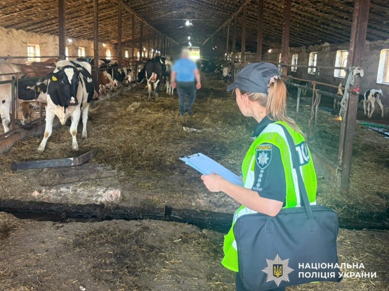 Зникли десятки корів: керівника держпідприємства підозрюють у збитках